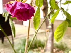 -苏州文旅花间堂·探花府酒店