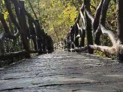 -九龙江国家森林公园