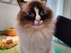 -喵喵咪呀布偶猫咖(春熙路店)