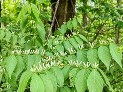 -黑龙江省森林植物园