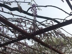 -嘉定紫藤园