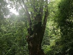 -莫里热带雨林景区