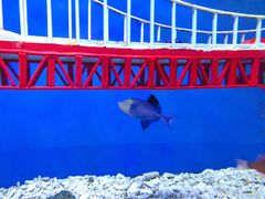 -太平洋海底世界