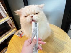 -豆逗聊愈猫阁Easy Life