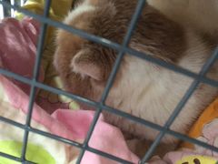 -喜多萌中农锦绣动物医院24H·猫科·牙科MRI·CT