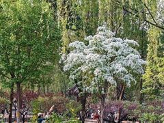-莲花池公园