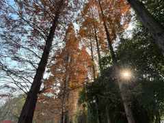 -花溪公园