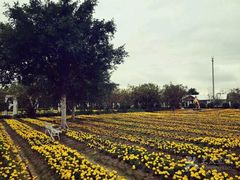 -广东花都香草世界旅游度假区