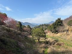-新建村梅花