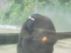 -贵州森林野生动物园
