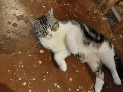 -猫猫幼稚园·撸猫·桌游·电玩
