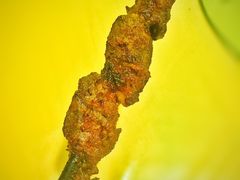 -新疆风味冷水鱼庄(友谊峰路店)