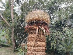 -中国科学院西双版纳热带植物园