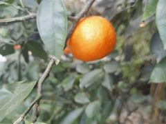 -茅庐·川粤精品私房菜(金沙遗址店)