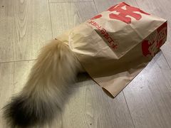 -欣宠猫屋·矮脚拿破仑·蓝金金渐层