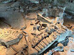 -自贡恐龙博物馆