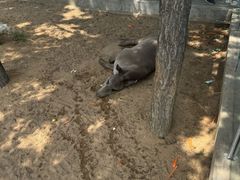 -西霞口神雕山野生动物世界