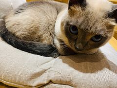 -滚猫咖啡·猫咖·猫友好撸猫(未来城店)