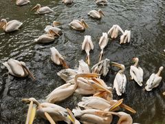 -广州长隆飞鸟乐园
