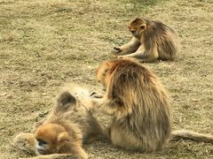 -西安秦岭野生动物园