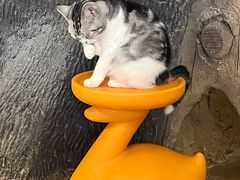 -猫猫幼稚园·撸猫·桌游·电玩