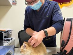 -小伙伴宠物医院•急重症转诊中心·老年专科·犬猫全科(北大街总院)