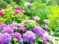 -上海共青森林公园