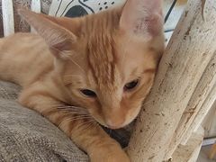 -海边的猫和咖啡馆