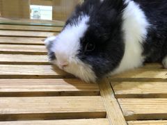 -宠物兔专门店(天丰利市场店)