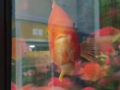 -雅和生态渔庄·宜城锅巴饭(龙灵山公园店)
