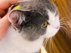 -飞行喵MR PILOT|猫舍·猫咖(静安大融城店)