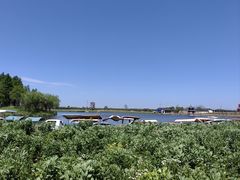 -杭州湾海上花田景区