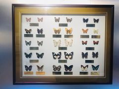 -上海昆虫博物馆