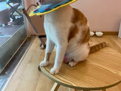 -猫咪派对(江南西店)