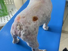 -瑞派申生动物医院·24H夜诊·国际动物医疗中心·骨外科(吴中路店)