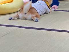 -逗柴咖啡屋·狗咖猫咖宠物桌游