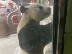 -栾川竹海野生动物园