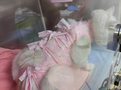 -谐和益家动物医院·免疫绝育·血液透析·宠保定点医院(高新伊藤分院)