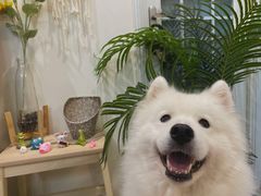 -瑞派名望24h动物医院异宠专科·猫专科·骨科·重症监护分院