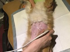 -美联众合动物医院·24h转诊中心