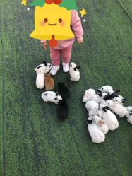 -萌宠亲子动物乐园(槐房万达店)