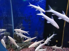 -沙沙哗啦海洋馆(华宇百花谷店)