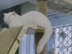 -MOYOYO猫咪咖啡店