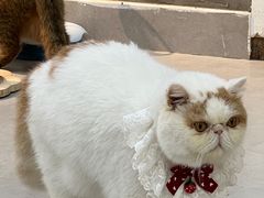 -Heymao猫咖.咖啡厅(东门店)