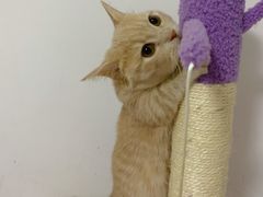 -Bastet sally猫舍购宠(静安店)