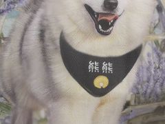 -Husky Go! 哈士奇体验馆·宠物咖啡厅狗咖