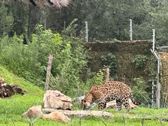 -北京野生动物园