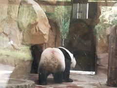 -成都动物园