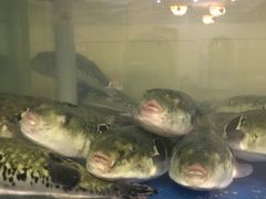 -天正河鲀·河豚亭(大连店)