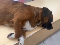 -瑞鹏宠物医院·超声·骨科·奇麟分院(蜀都万达店)